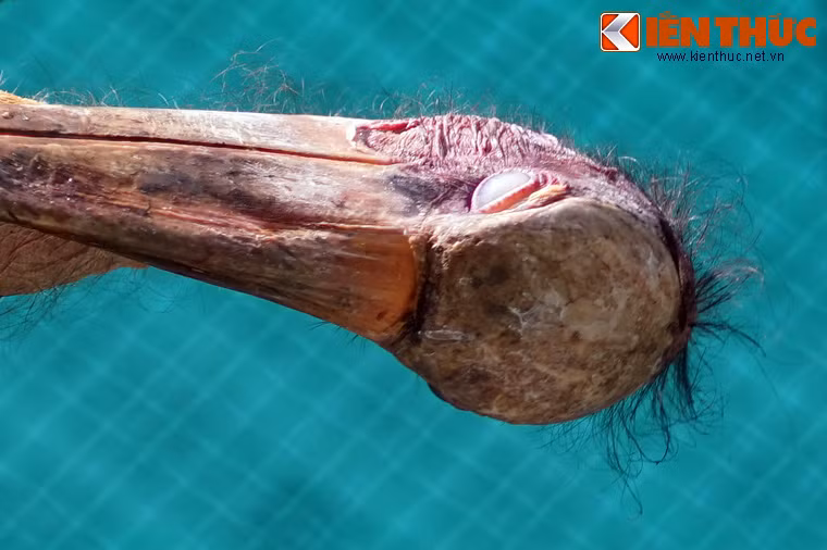 Khi nhìn gần, trông chúng chẳng khác gì một cụ già khắc khổ.