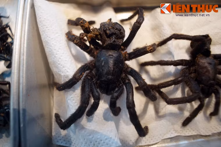 Nhện khổng lồ chiên - món ăn cấm chỉ định với những người... sợ nhện.
