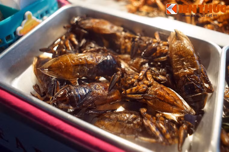 Cà cuống - loài côn trùng nổi tiếng với bọng tinh dầu đặc sản được hét giá tới 100 Bath, tương đương 70.000 VND.