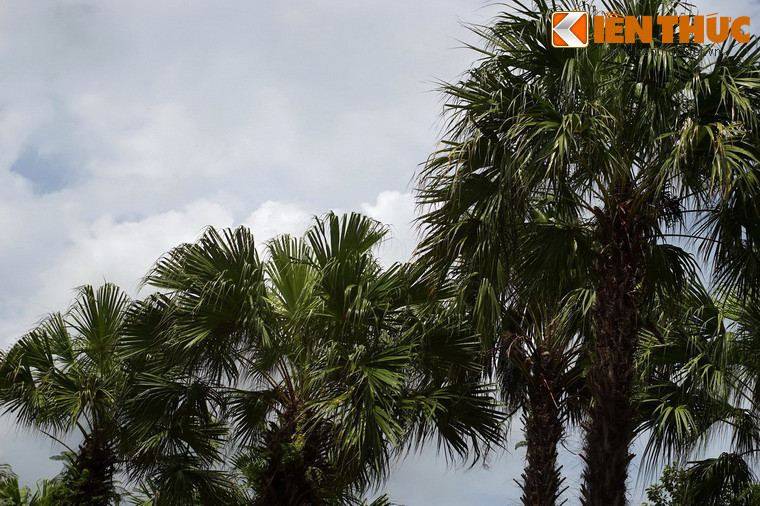 Quanh khuôn viên đền trồng nhiều cọ, gợi nhớ đến hình ảnh đất tổ Phú Thọ.