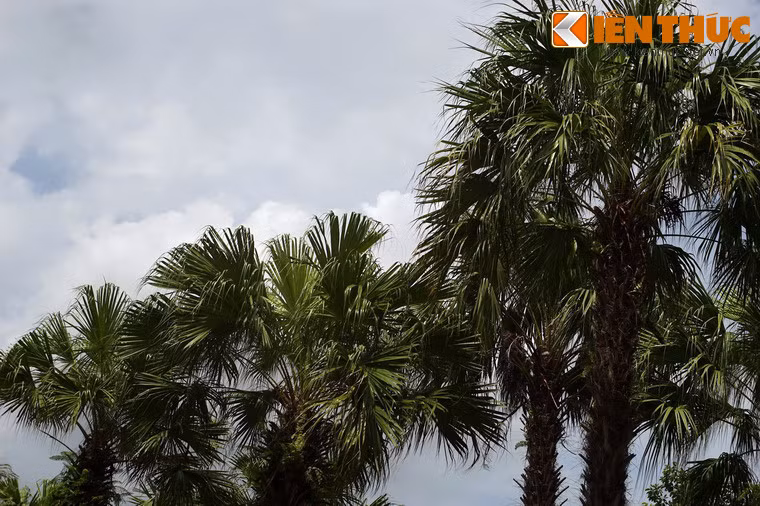 Quanh khuôn viên đền trồng nhiều cọ, gợi nhớ đến hình ảnh đất tổ Phú Thọ.