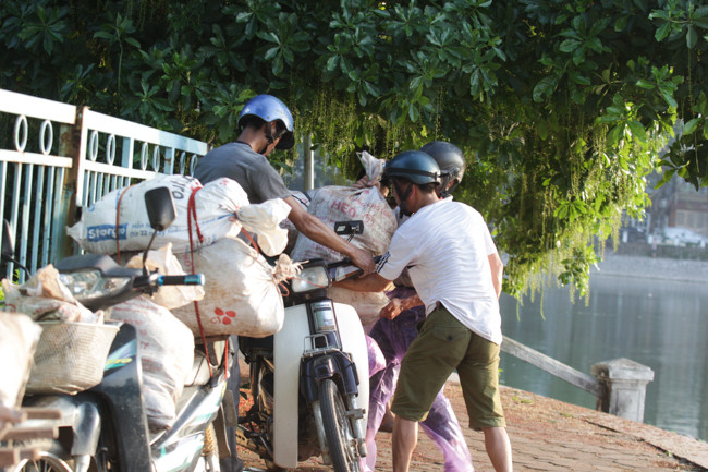 Những bao tải cá chết được cho vào các xe máy chở đi.