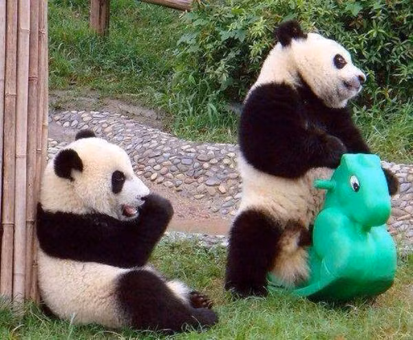 Trong ảnh là gấu trúc dễ thương đang vô cùng sung sướng khi được chơi ngựa lắc. Gương mặt của nó thể hiện rõ sự vui vẻ, phấn khích.