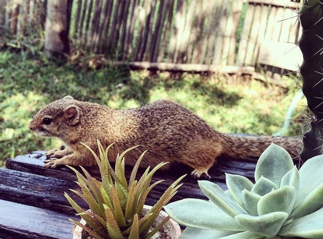 Thời gian qua đi, khi Dingetjie trở nên cứng cáp hơn, Simone buộc phải đưa ra quyết định. Dingetjie là động vật hoang dã, cần phải được sống trong tự nhiên.