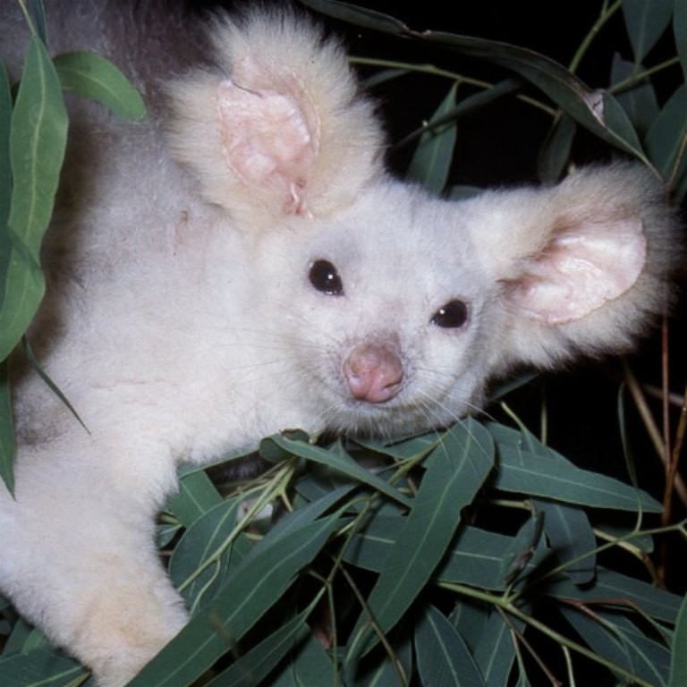 Những năm gần đây, 80% số lượng loài Petauroides volans đã bị sụt giảm.