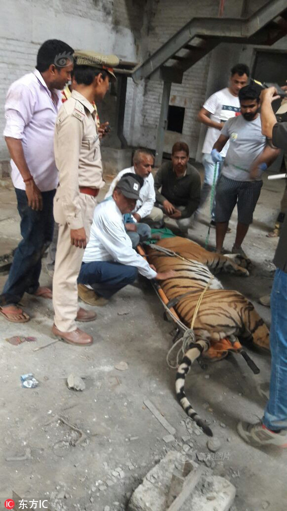 Sau 2 tháng sống trong tình cảnh khó khăn, kiệt quệ, cuối cùng con hổ cũng được cứu sống, tránh khỏi tình trạng cùng đường.