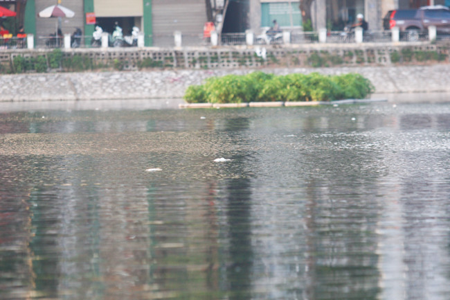 Những con cá chết nổi giữa mặt hồ.