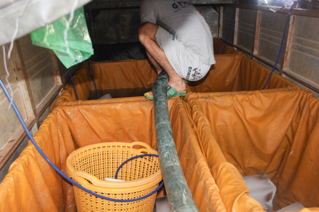 Những bể cá được cho đá và bơm nước để thả chỗ cá còn sống vào.