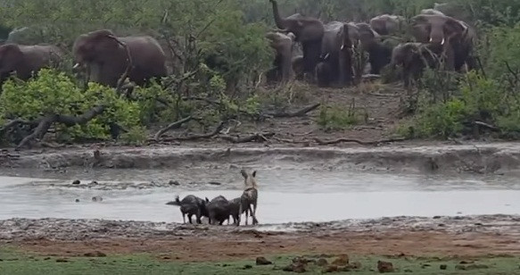 Sau một hồi chống trả, linh dương đáng thương bị đàn chó hoang lôi hẳn lên bờ. Những tưởng số phận của nó đã được định đoạt, chẳng ngờ sự xuất hiện của một đàn voi khổng lồ thay đổi tất cả.