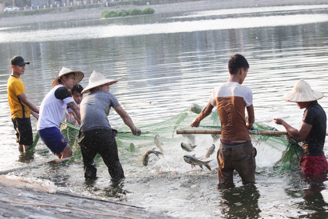 Những công nhân thực hiện việc quây lưới đánh bắt những con cá còn sống để chuyển đi nuôi dưỡng tại nơi khác.