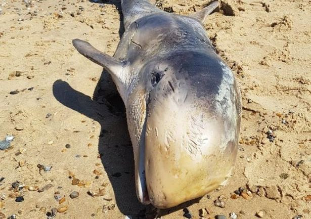 Được biết, ngoài cá heo, những con hải cẩu cũng là nạn nhân chính của cá mập trắng. Khi được phát hiện, có những con hải cẩu đã không còn nguyên vẹn, chỉ còn một nửa thân dưới, trông rất ghê rợn.