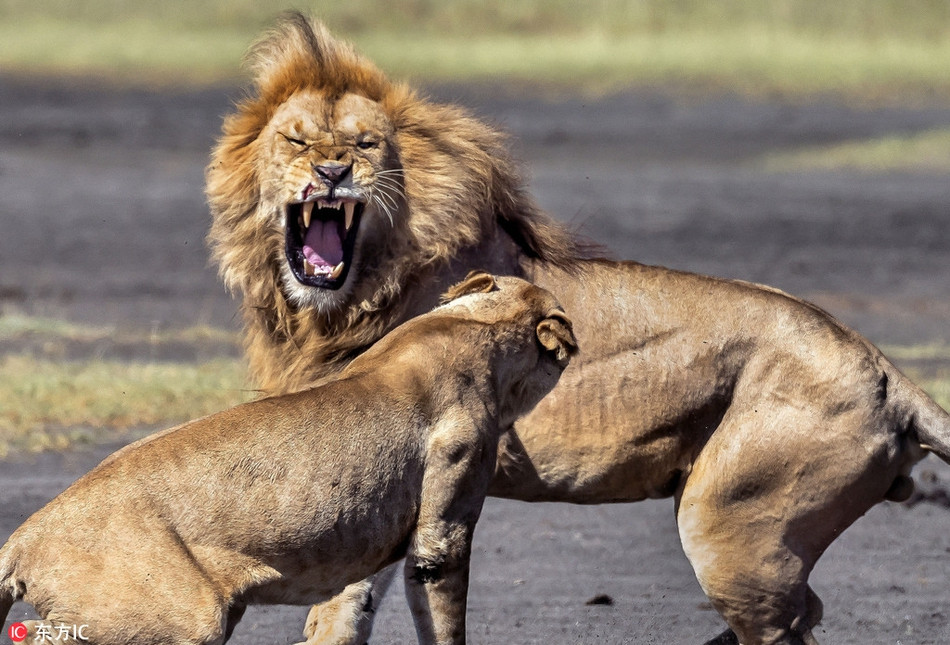 Sau một hồi gây gổ lấy uy, sư tử đực cũng chấp nhận số phận, phải lảng đi nơi khác, chờ sư tử cái nguôi giận.
