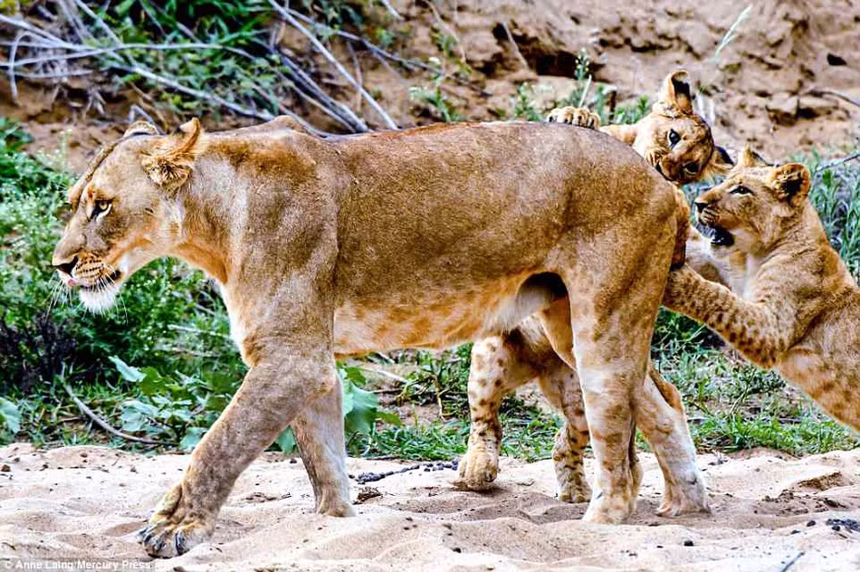 Thường sư tử mẹ sẽ cố gắng giấu những con sư tử con trong một lãnh địa riêng, tránh sư tử đực hung hãn và những kẻ săn mồi khác.