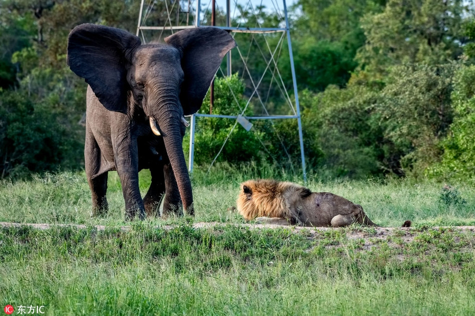 Tuy vậy, thói quen của một vị vua của Skybed Scar vẫn còn. Nó đã quen với việc tiếp nhận cống vật, thức ăn từ những thành viên dưới quyền trong đàn.