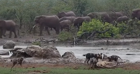 Có vẻ, nhìn thấy cảnh tượng linh dương tội nghiệp đang vùng vẫy yếu ớt, nỗ lực đến phút cuối để thoát khỏi sự săn giết của bầy chó hoang, đàn voi khổng lồ đã cảm động.