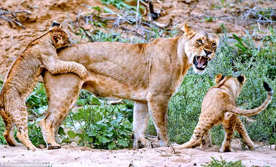 Mới đây, nhiếp ảnh gia động vật hoang dã Anne Laing ghi được những hình ảnh thú vị tại khu bảo tồn thiên nhiên Zimanga ở Nam Phi, khi gia đình sư tử luyện tập các ngón đòn đi săn một cách miệt mài, chuyên tâm.