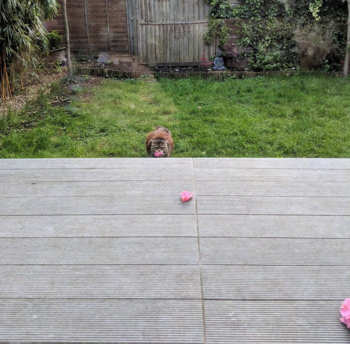 Đặc biệt, những bông hoa hồng này đều được đặt ở hiên nhà cô một cách rất thường xuyên, khiến Rosie không thể không chú ý.