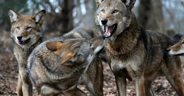 Những con sói đỏ hoang dã đã không còn được bắt gặp ở môi trường tự nhiên từ rất lâu.