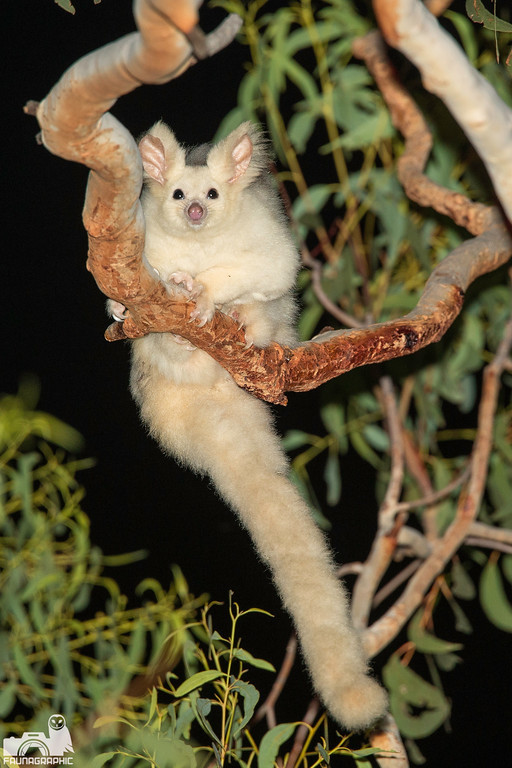 Những hốc cây tự nhiên giảm nhiều, "gấu biết bay" không còn nơi ở. Thảm thực vật chúng dựa vào và thức ăn của chúng cũng dần bị xóa sổ trong quá trình phát triển.