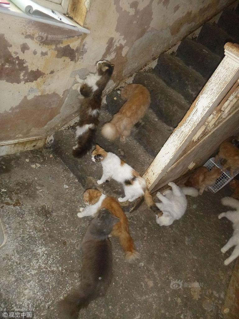 Chắc chắn, chủ nhân của những con mèo bị ngược đãi này sẽ phải chịu một án phạt nghiêm khắc cho sự thiếu trách nhiệm và tàn nhẫn của mình.