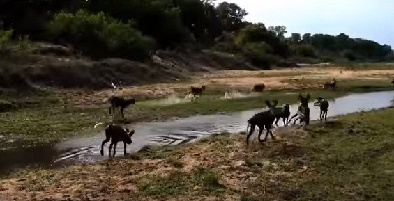 Thế nhưng, chó hoang vốn là loài động vật ranh mãnh, chúng không chịu bỏ đi hẳn mà vẫn duy trì khoảng cách với con mồi yếu ớt và đàn voi, định nhân cơ hội sẽ tha con mồi đi.