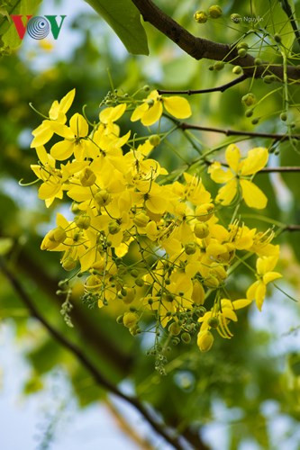 Muồng hoàng yến khoe sắc rực rỡ giữa trời Hà Nội - Hình 2 Muong hoang yen khoe sac ruc ro giua troi Ha Noi-Hinh-2
