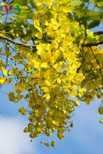 Muồng hoàng yến khoe sắc rực rỡ giữa trời Hà Nội - Hình 6 Muong hoang yen khoe sac ruc ro giua troi Ha Noi-Hinh-6