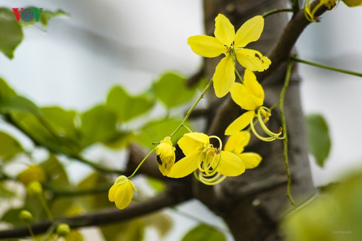 Muồng hoàng yến khoe sắc rực rỡ giữa trời Hà Nội - Hình 9 Muong hoang yen khoe sac ruc ro giua troi Ha Noi-Hinh-9