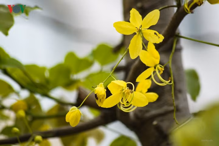 Muong hoang yen khoe sac ruc ro giua troi Ha Noi-Hinh-9