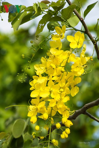 Muồng hoàng yến khoe sắc rực rỡ giữa trời Hà Nội - Hình 8 Muong hoang yen khoe sac ruc ro giua troi Ha Noi-Hinh-8