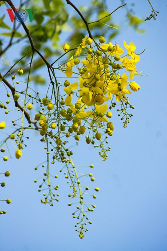 Muồng hoàng yến khoe sắc rực rỡ giữa trời Hà Nội - Hình 10 Muong hoang yen khoe sac ruc ro giua troi Ha Noi-Hinh-10