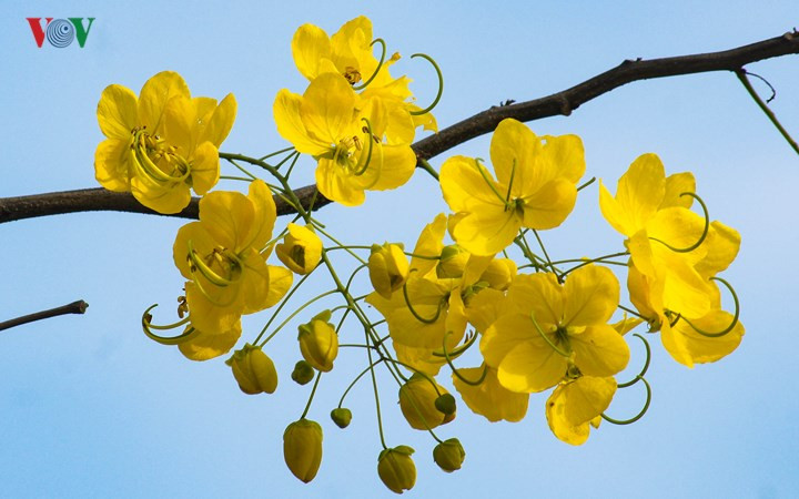 Muồng hoàng yến khoe sắc rực rỡ giữa trời Hà Nội Muong hoang yen khoe sac ruc ro giua troi Ha Noi