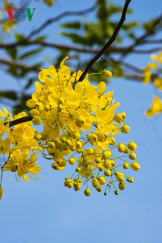 Muồng hoàng yến khoe sắc rực rỡ giữa trời Hà Nội - Hình 4 Muong hoang yen khoe sac ruc ro giua troi Ha Noi-Hinh-4