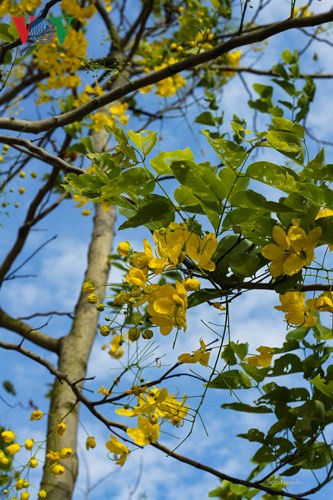 Muồng hoàng yến khoe sắc rực rỡ giữa trời Hà Nội - Hình 11 Muong hoang yen khoe sac ruc ro giua troi Ha Noi-Hinh-11