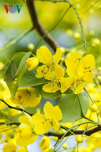 Muồng hoàng yến khoe sắc rực rỡ giữa trời Hà Nội - Hình 7 Muong hoang yen khoe sac ruc ro giua troi Ha Noi-Hinh-7