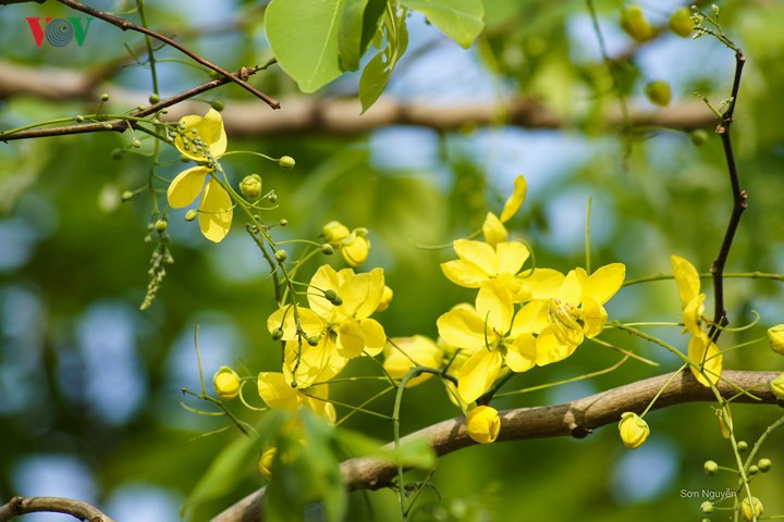 Muồng hoàng yến khoe sắc rực rỡ giữa trời Hà Nội - Hình 5 Muong hoang yen khoe sac ruc ro giua troi Ha Noi-Hinh-5