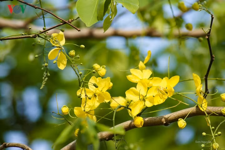 Muong hoang yen khoe sac ruc ro giua troi Ha Noi-Hinh-5