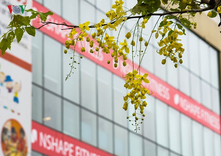 Muồng hoàng yến khoe sắc rực rỡ giữa trời Hà Nội - Hình 3 Muong hoang yen khoe sac ruc ro giua troi Ha Noi-Hinh-3