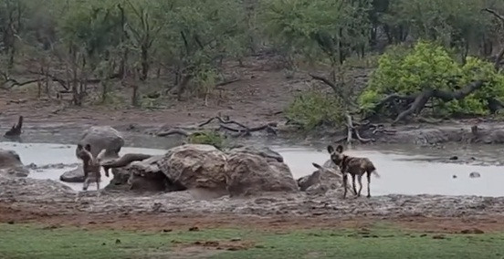 Rất nhanh, linh dương bị dồn lên gần bờ.