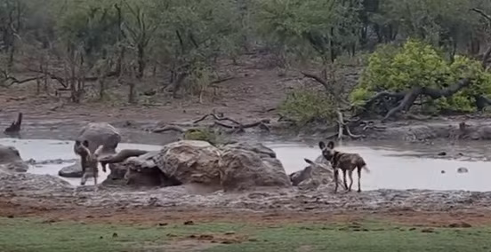 Rất nhanh, linh dương bị dồn lên gần bờ.