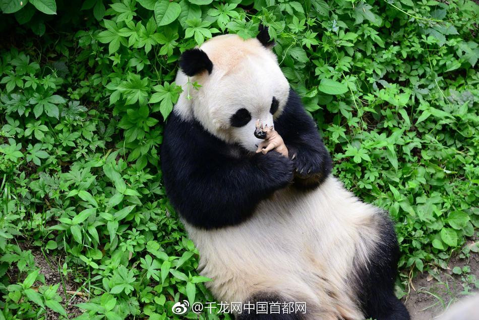 Mới đây, tại Sở thú Bắc Kinh, Trung Quốc, du khách có dịp chứng kiến sự đáng yêu không thể cưỡng lại của một con gấu trúc khổng lồ.