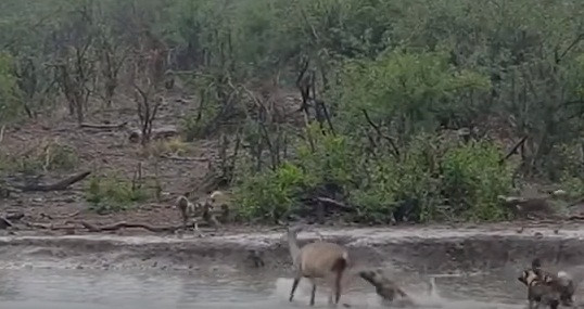 Đáng tiếc, chó hoang không phải là những kẻ sợ nước.