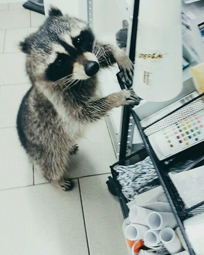 Chú gấu mèo thông minh và tận tình có khả năng kỳ lạ trong việc giúp những con chó bình tĩnh hơn khi phải đến phòng khám điều trị.