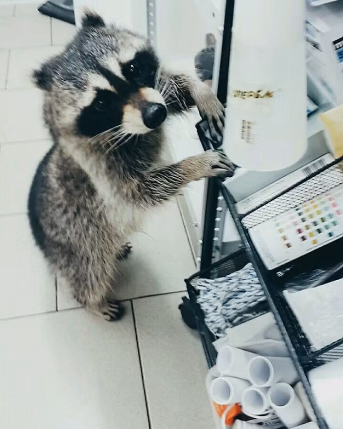 Chú gấu mèo thông minh và tận tình có khả năng kỳ lạ trong việc giúp những con chó bình tĩnh hơn khi phải đến phòng khám điều trị.