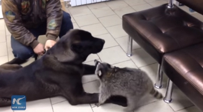 Trong ảnh là khoảnh khắc phụ tá gấu mèo Yasha đang giúp một chú chó có bệnh trở nên bình tĩnh hơn, trước khi bắt đầu điều trị.