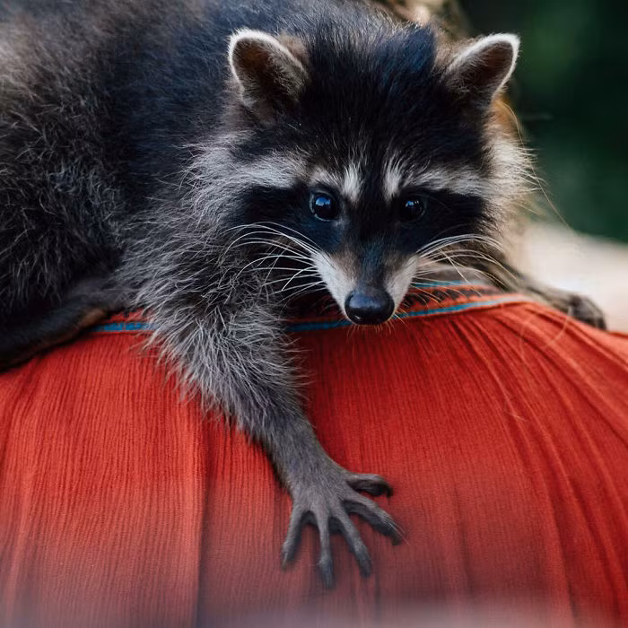 Mới đầu, Yasha sống với gia đình bác sĩ Aleksei Krotov và được nuôi như gấu mèo thú cưng. Thế nhưng sau đó, bác sĩ thú y quyết định đưa Yasha đến sống tại phòng khám.