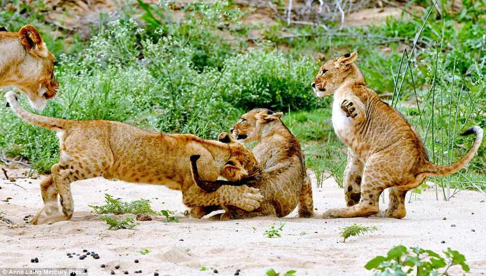 Được biết, những con sư tử con đã bắt đầu quan sát, học hỏi và luyện tập thể lực, sức khỏe, những kỹ thuật săn bắt từ khi còn rất nhỏ.