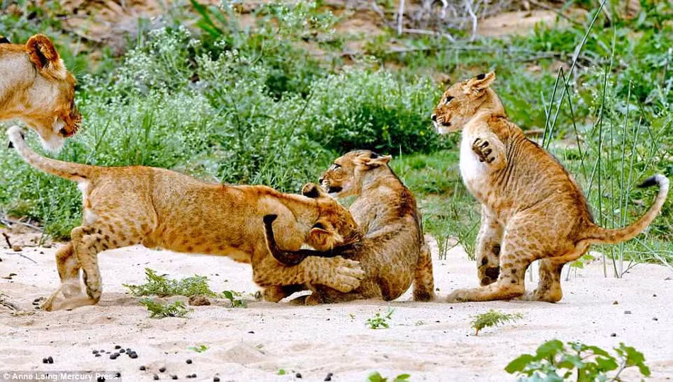 Được biết, những con sư tử con đã bắt đầu quan sát, học hỏi và luyện tập thể lực, sức khỏe, những kỹ thuật săn bắt từ khi còn rất nhỏ.