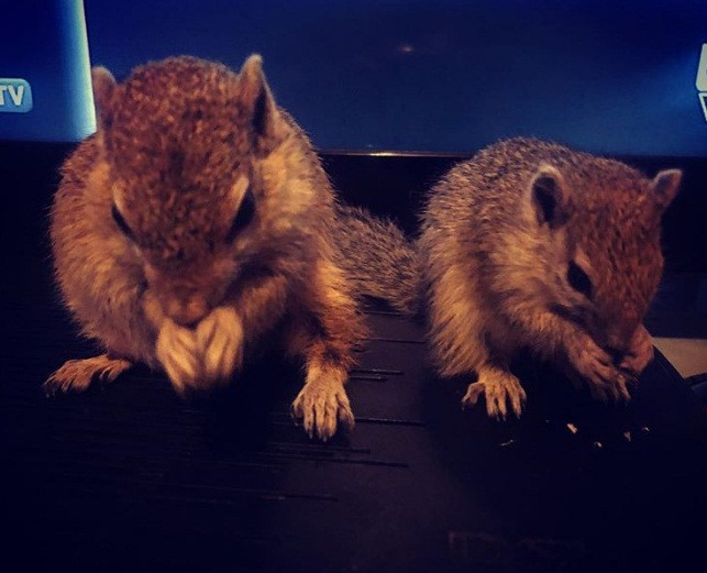 Hiện, cả hai mẹ con Dingetjie vẫn đang thường xuyên ở nhà của Simone và tận hưởng một cuộc sống tự do.