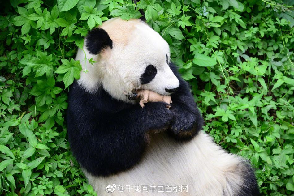 Khi một du khách nhỏ tuổi vô tình đánh rơi một mô hình tê giác đồ chơi vào khu vực sinh sống của gấu trúc, chuyện bất ngờ đã xảy ra.